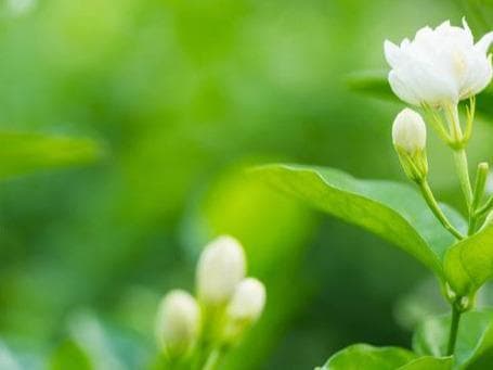 茉莉花怎么浇水的正确方法（茉莉花需要掌握好浇水的次数，否则根烂叶黄花脱落）