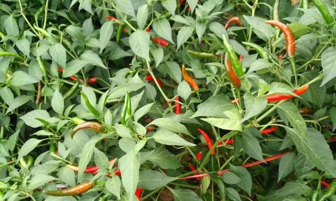 小米辣种植全攻略：从选种到收获的全过程详解