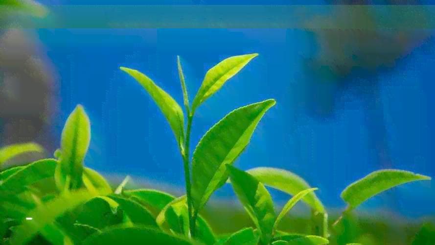 曼松生茶泡出苦味怎么回事？如何避免或去除茶中的苦味？