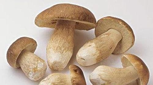 见手青有毒吗？食用注意事项全解析