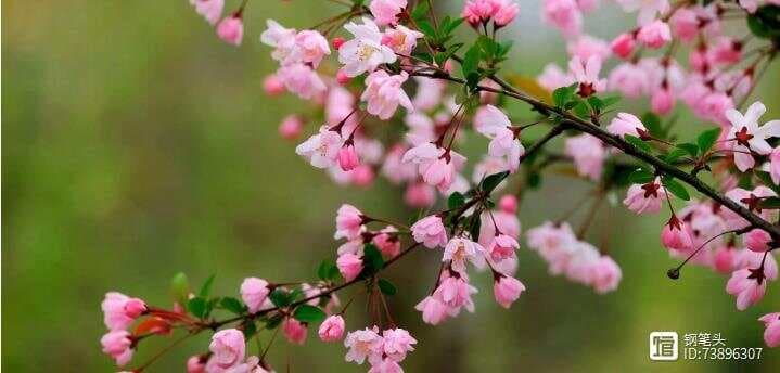 桃花是什么季节开的？几月份
