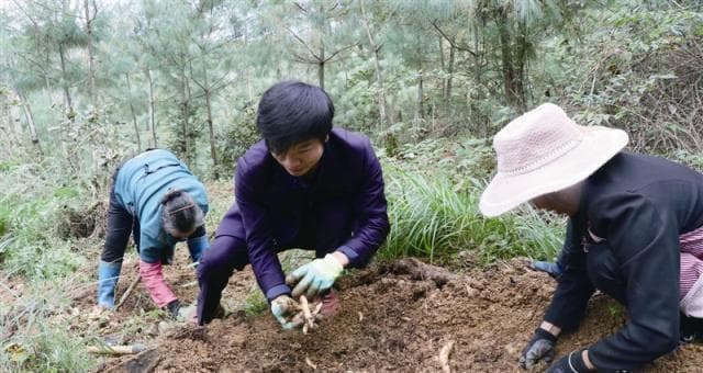 天麻的采摘时间和收获季节（了解天麻生长规律，合理选择采摘时间）