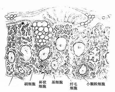 气管管壁结构详解：从粘膜到外膜的精妙构造