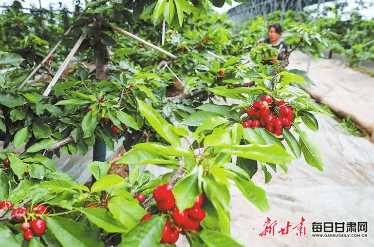 天水麻辣烫持续释放带动效应——张家川：文旅融合发展 乡村振兴提速