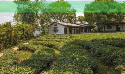 女贞茶什么人不适合喝：泡水禁忌与人群解析