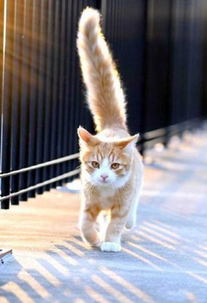 猫咪尾巴：垂直行走的秘密解码