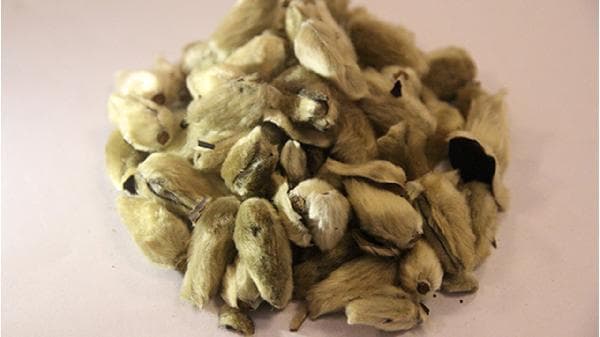 辛夷花治疗鼻炎的五种方法