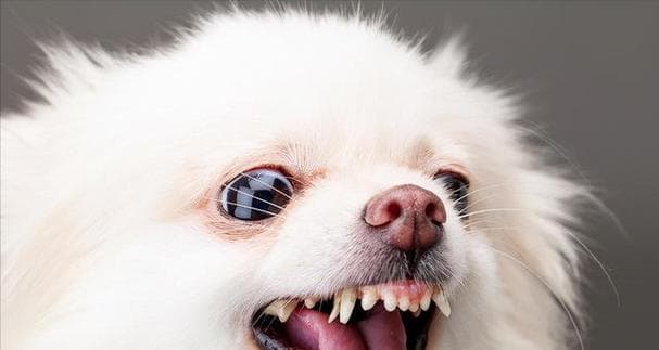如何正确地奖励和惩罚博美犬（培养良好行为习惯的实用方法）