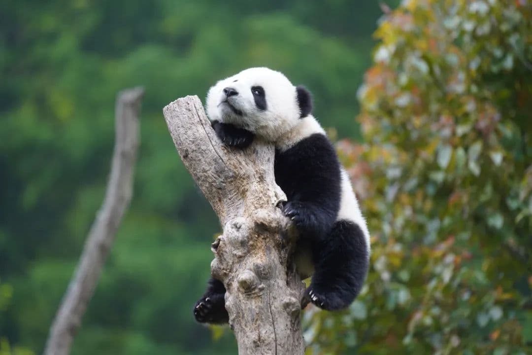 濒危等级下降，大熊猫还需要保护吗？