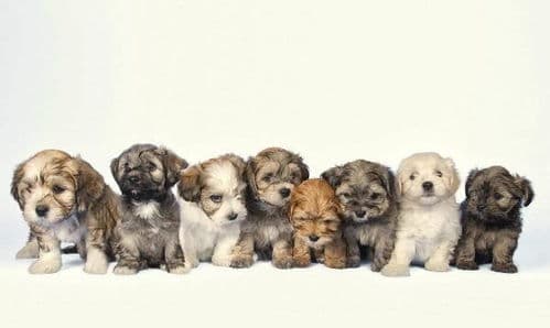 选犬指南：性格、适应、健康三重考量