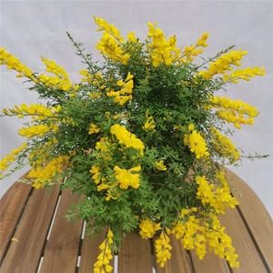 金雀花的作用与功效