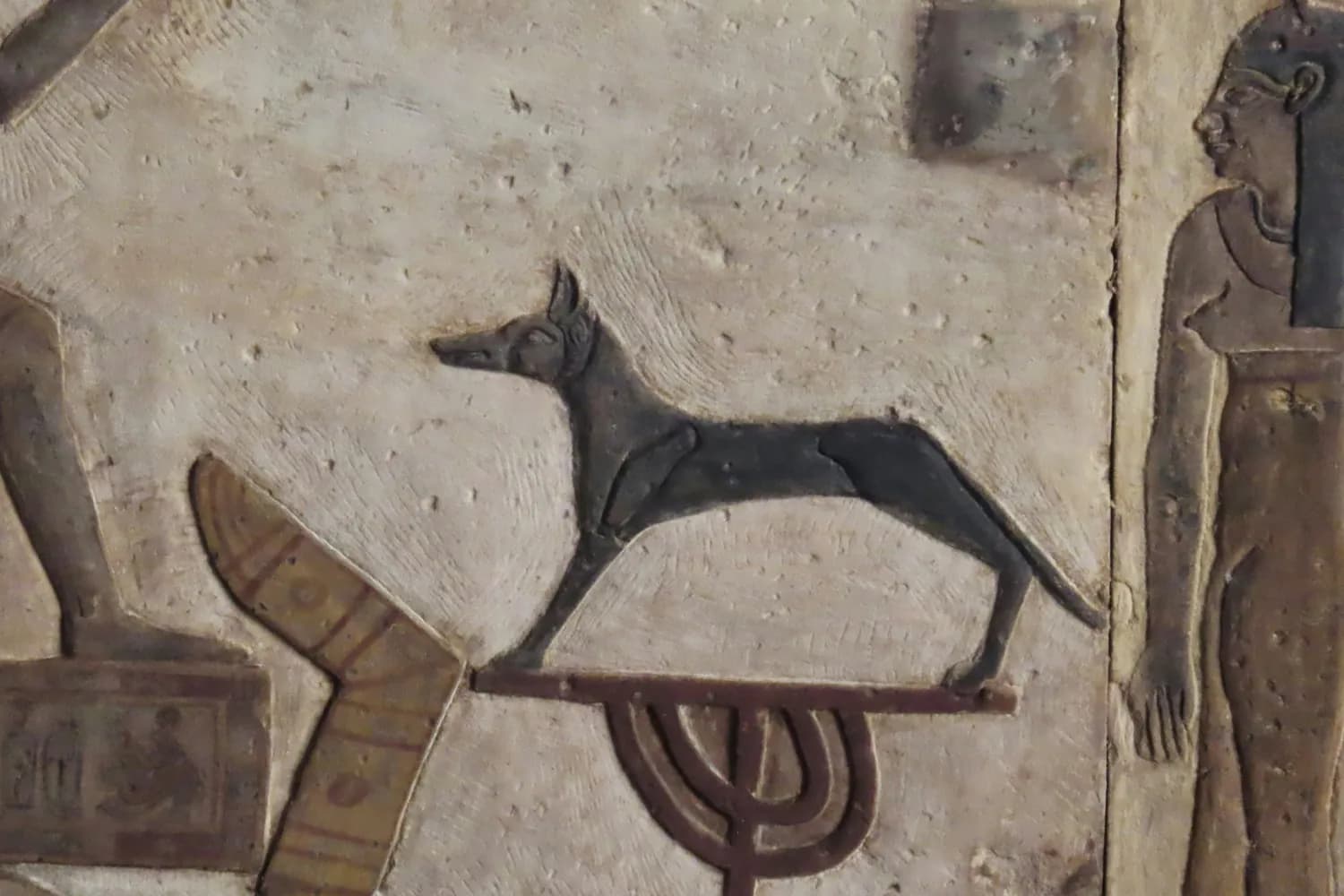 古埃及人的宠物狗：法老王猎犬的秘密