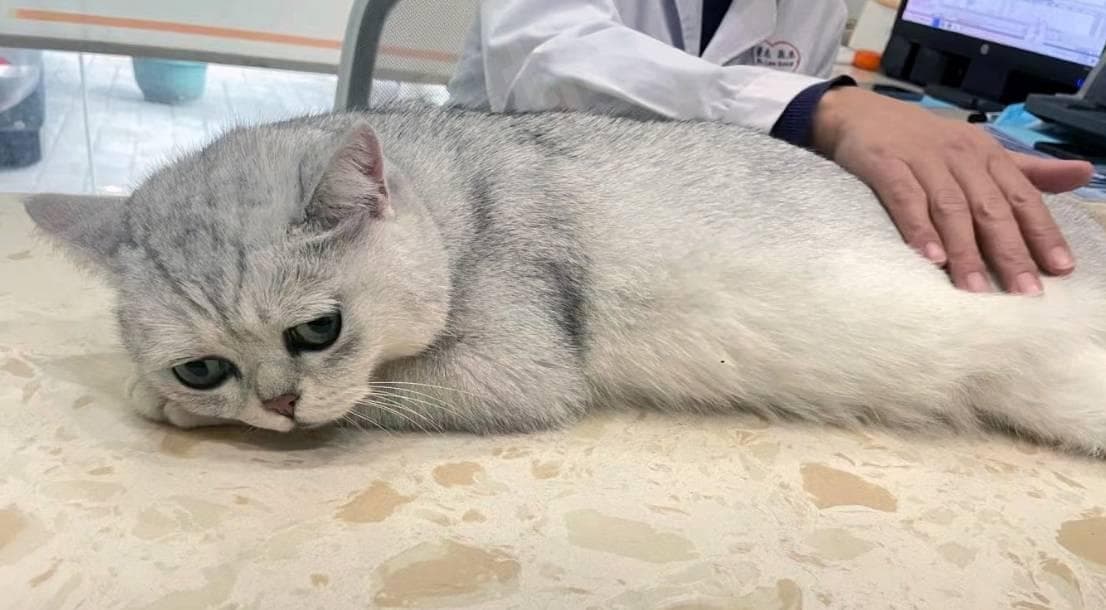 猫咪‘母鸡蹲’非病兆？注意这‘8大’动作，才是生病真信号！