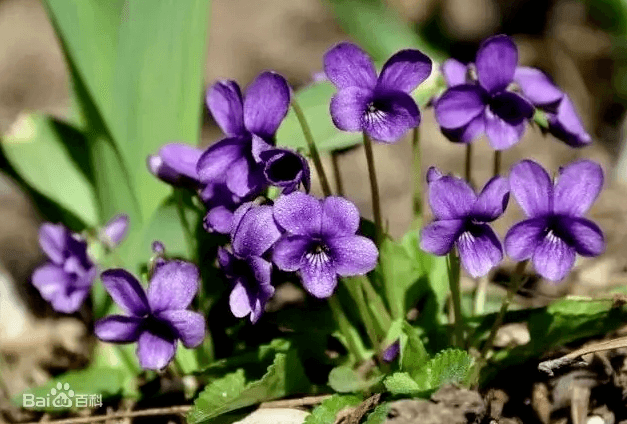 紫花地丁：一种兼具观赏与药用价值的野生花卉