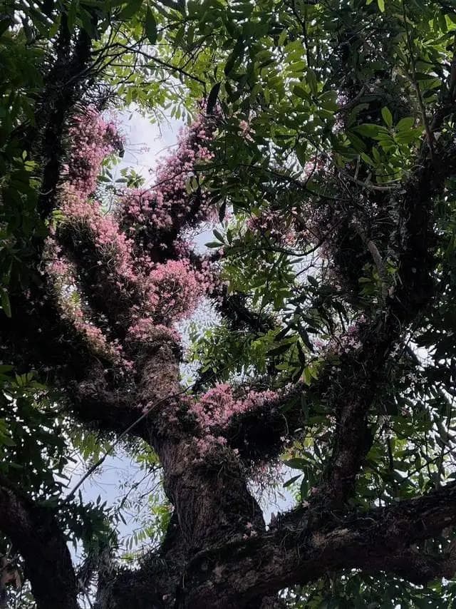 广西一棵树，长满了“石斛花”，太治愈，网友：想住在树上！