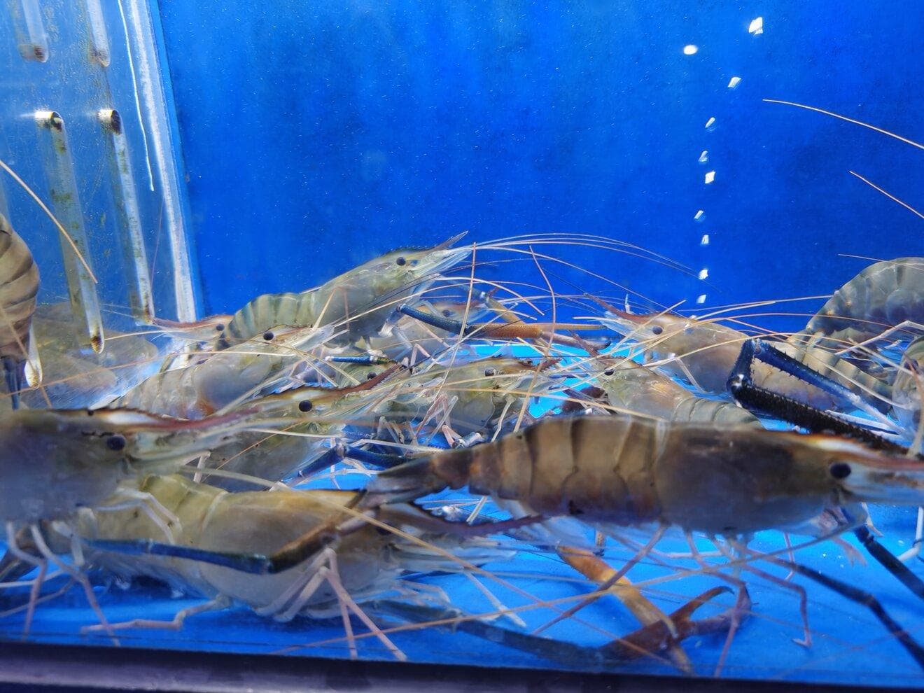 挑虾怎么辨别好坏 冻虾怎么挑选新鲜的