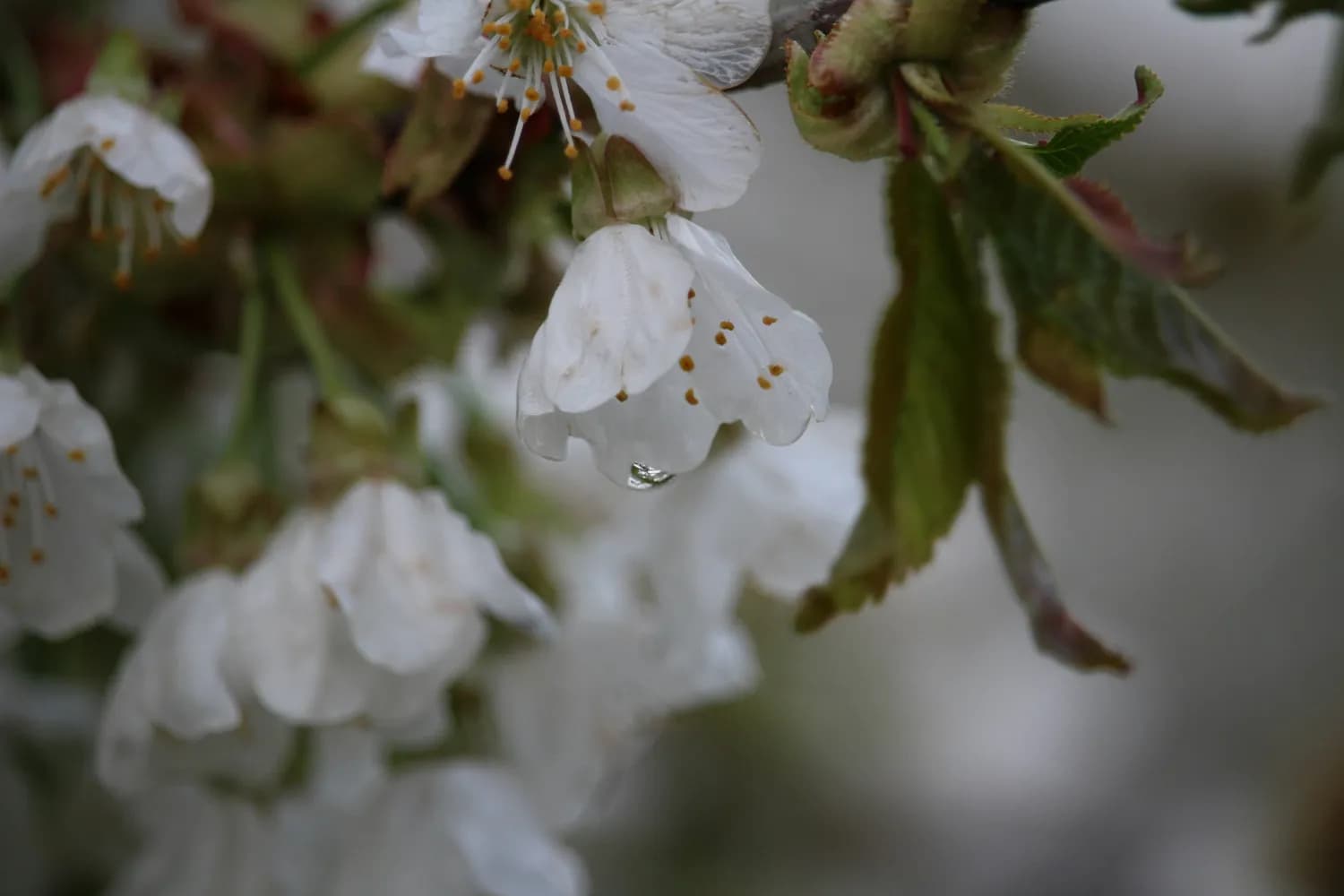 立春要下雨？你的家乡会怎样？