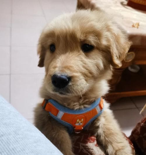 解决幼犬食欲不振问题的全面指南