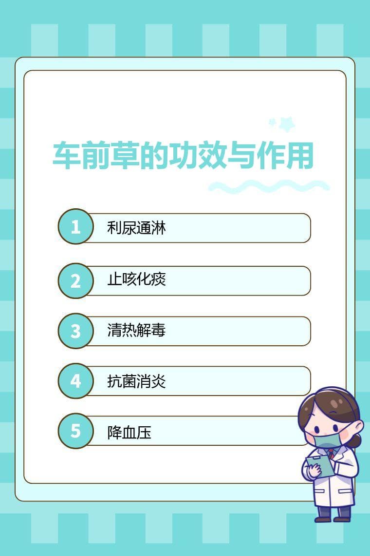 车前草的功效与作用