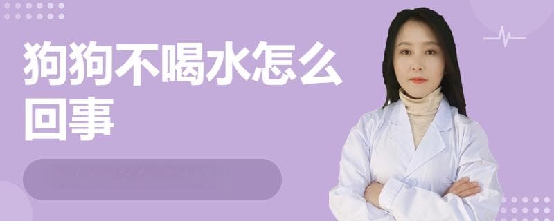 狗狗不喝水怎么办？三大原因及应对方案