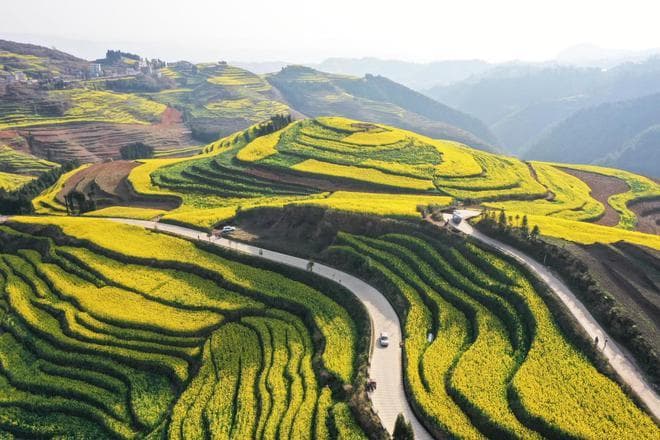罗平油菜花景区：金色海洋的秘境