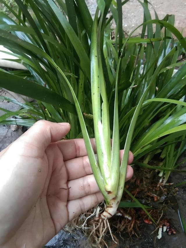 石菖蒲的功效与作用，石菖蒲是什么植物