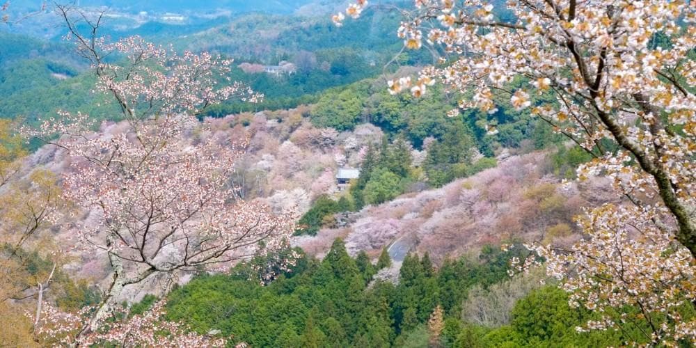 最常见的地方有三万棵树！日本著名赏樱胜地排名