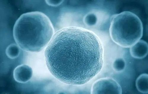 复旦大学附属肿瘤医院王红霞团队揭示乳腺癌化疗耐药新机制