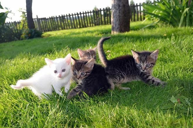猫咪四季养生法：如何根据季节照顾好你的猫主子