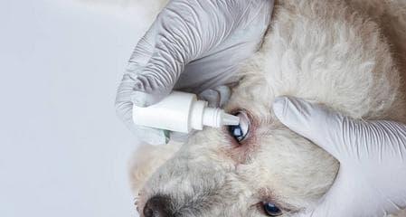 狗狗眼药水的使用方法及注意事项（以宠物为主）