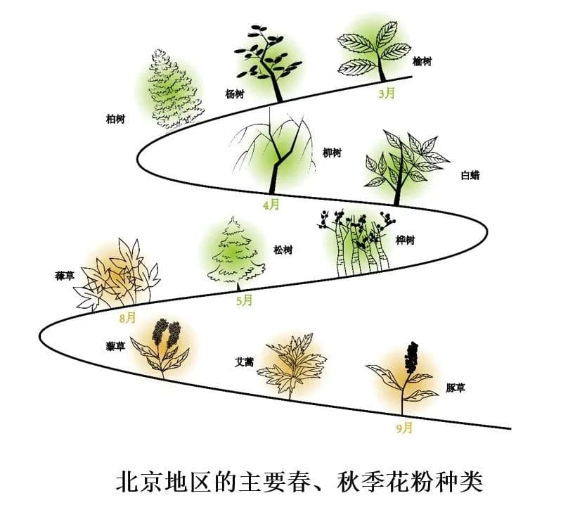 春季花粉过敏性鼻炎应对指南：从病因到防护措施