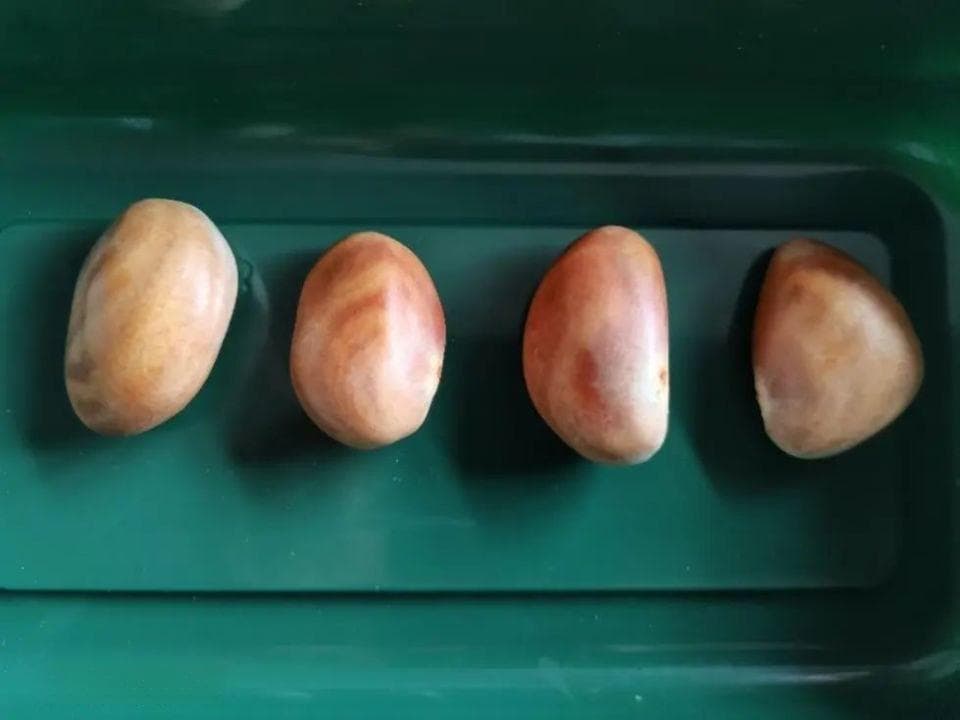 它的硒含量是苹果 41.7 倍！果核营养也很丰富，可惜很多人都扔了......