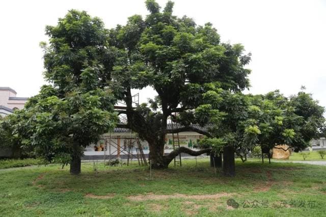 全球250万亩储良龙眼的源头 → 三百年储良母树挂新果啦！