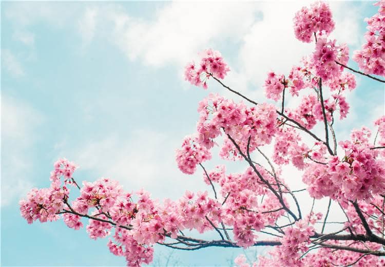 "樱花之美：吕文扬的春日探索"