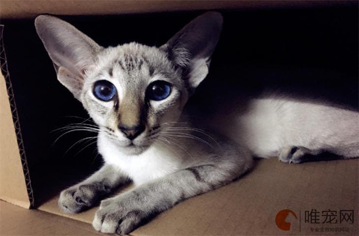 猫咪嘴巴一边嚼一边吐白沫？可能是这些原因导致
