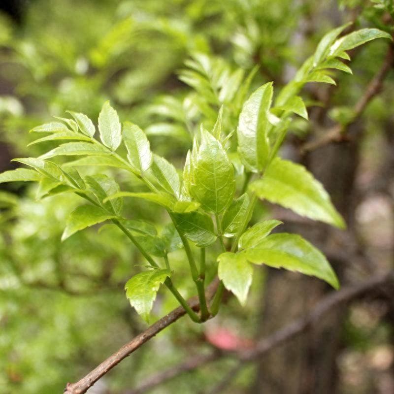 哪种藤茶才算是好的藤茶？
