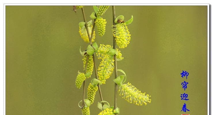 柳树的花期及其特点