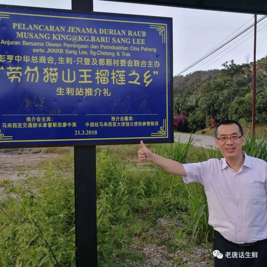 猫山王榴莲为何如此珍贵？老树与新树有何区别？附2024年马来西亚猫山王评测