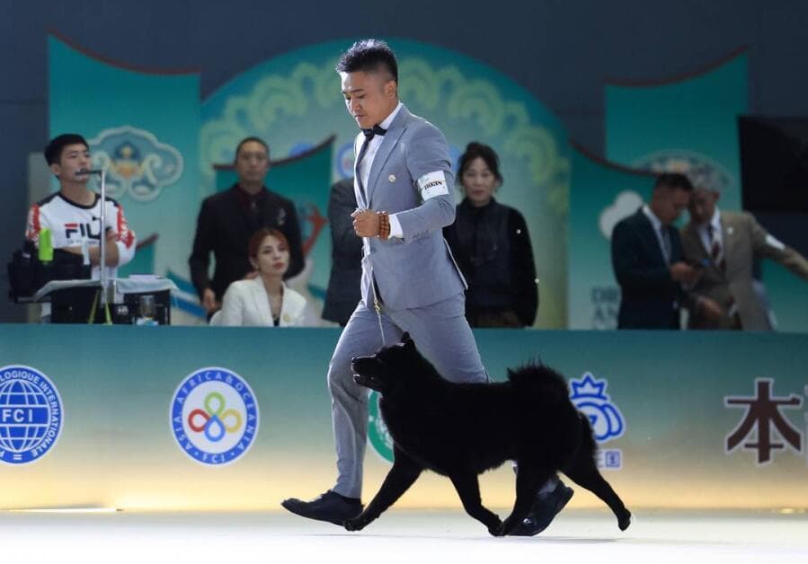 中国唐狗获CKU单犬种冠军 中华田园犬超出色