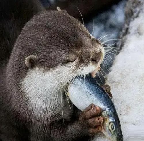 如何区分海獭、水獭和河狸？