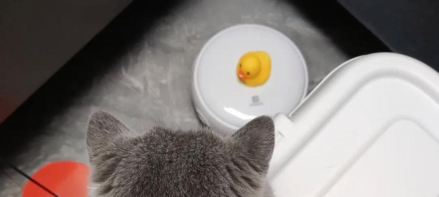 猫咪能吃米饭吗？探究猫咪的饮食习惯与健康状况
