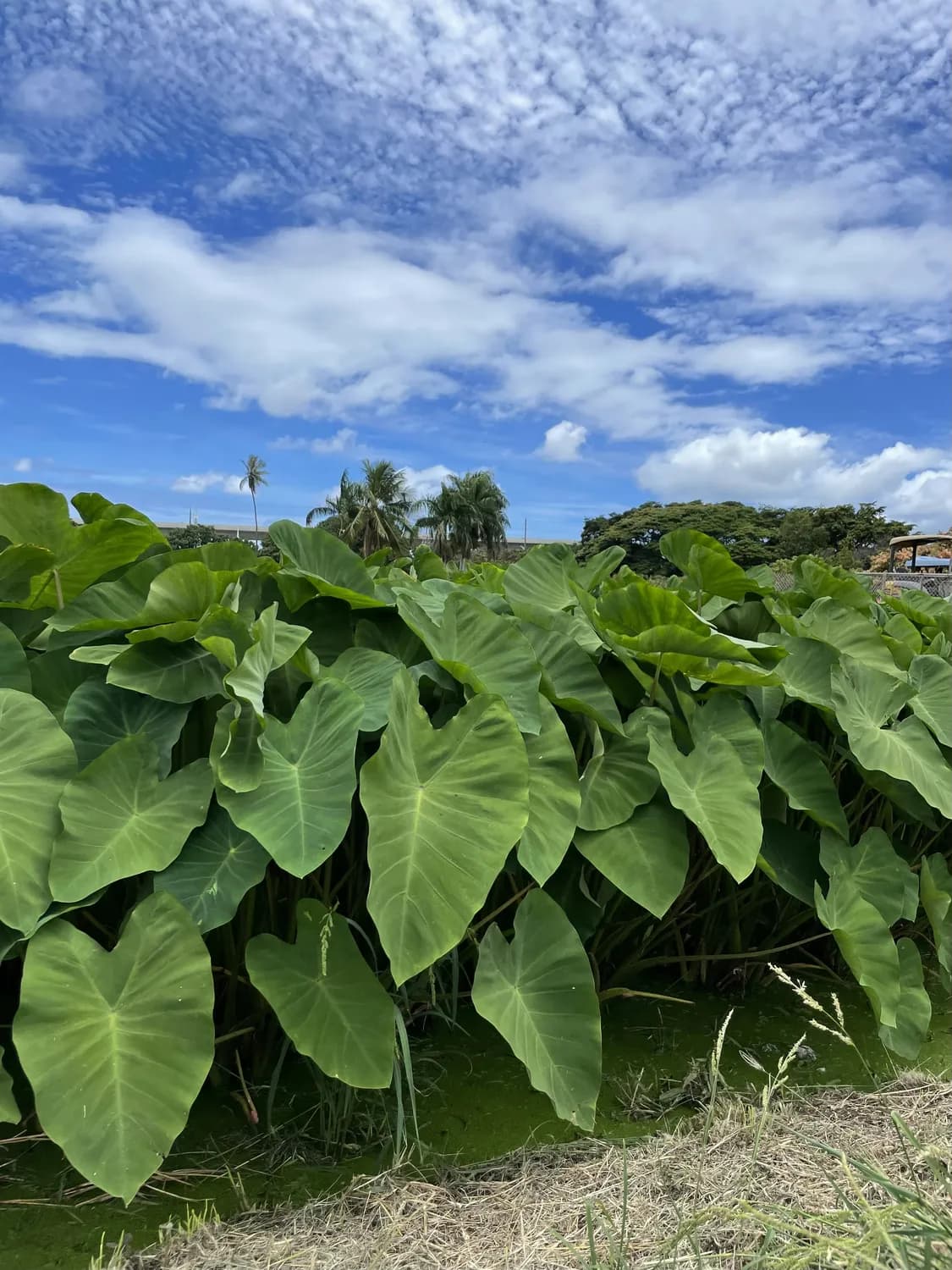 荔浦芋获全基因组测序，产业升级加速
