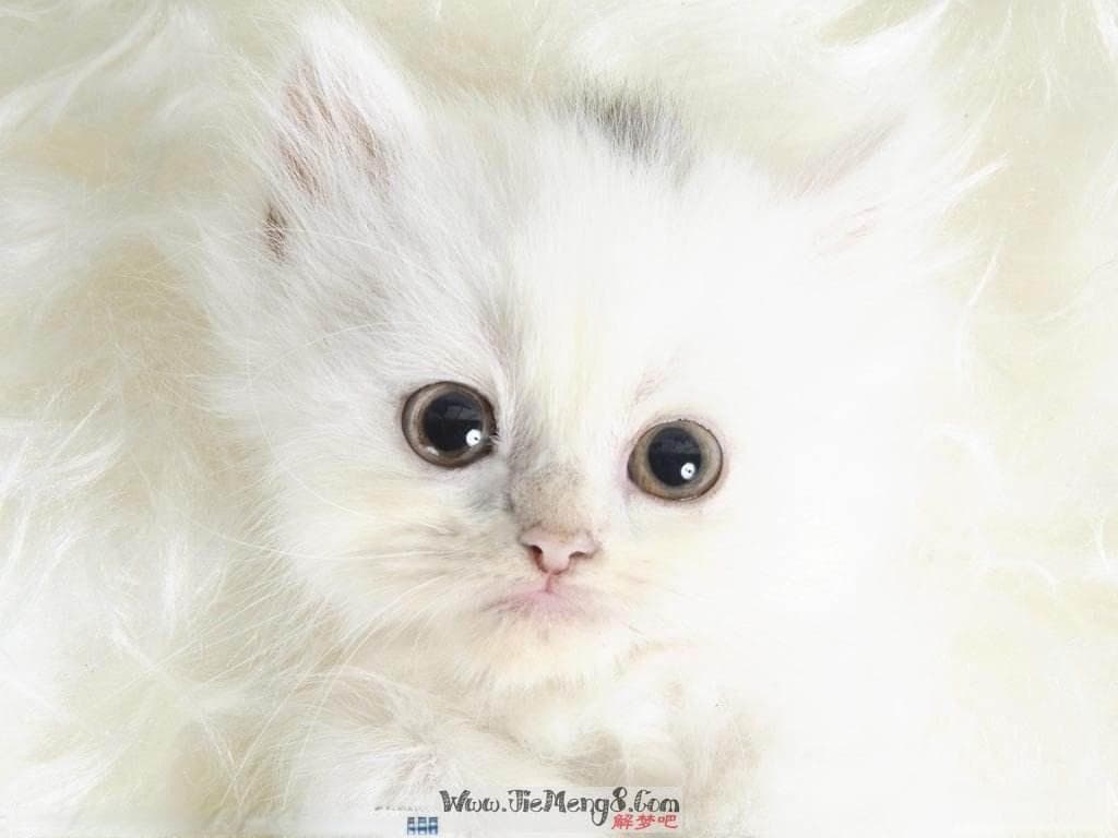 梦见猫：神秘梦境的多重解读
