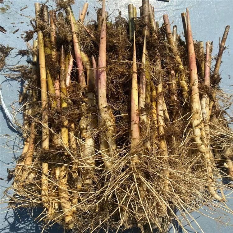旱地芦苇种植方法