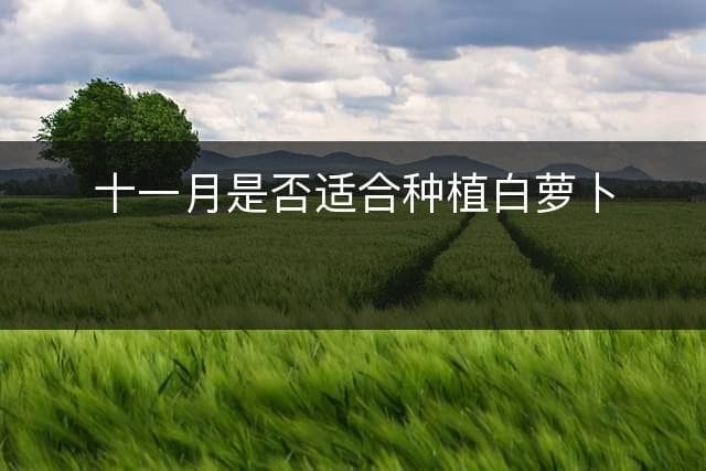 十一月是否适合种植白萝卜？