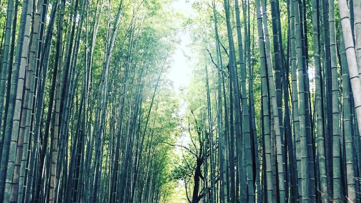 京都租车自驾游全攻略 轻松探索古都魅力