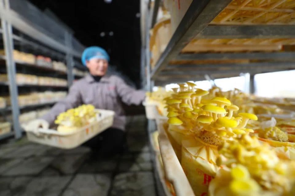 秸秆变基料 小蘑菇“种出”大产业