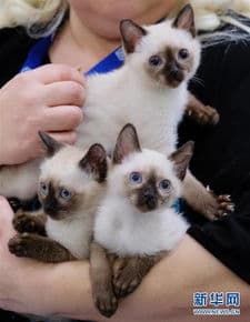 宠物猫眼睛变色揭秘