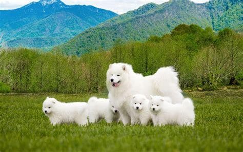 黄萨摩耶怎么养：探索犬种文化与生活