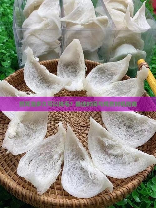 燕窝泡多久可以挑毛？更佳时间与炖煮时机指南